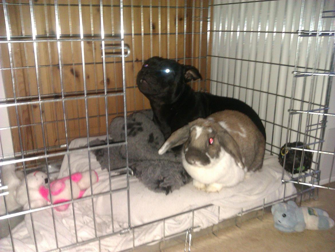 Staffordshire bull terrier Daisy billede 34