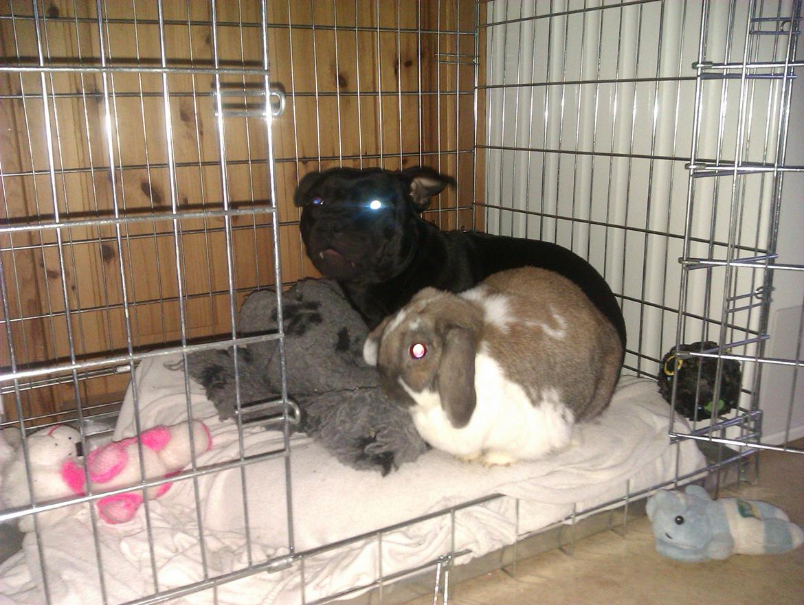 Staffordshire bull terrier Daisy billede 35