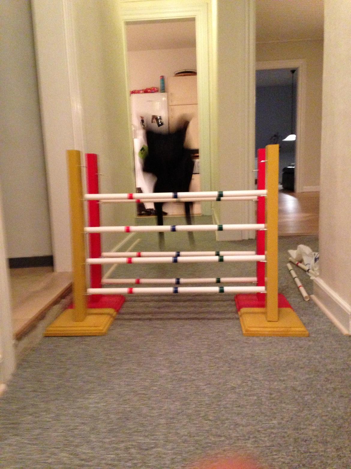 Staffordshire bull terrier Daisy billede 36