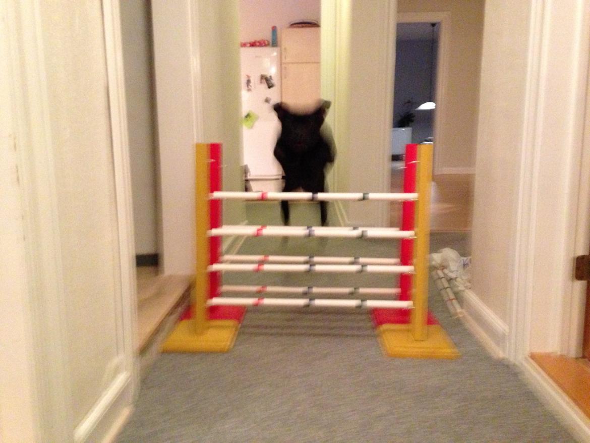 Staffordshire bull terrier Daisy billede 37