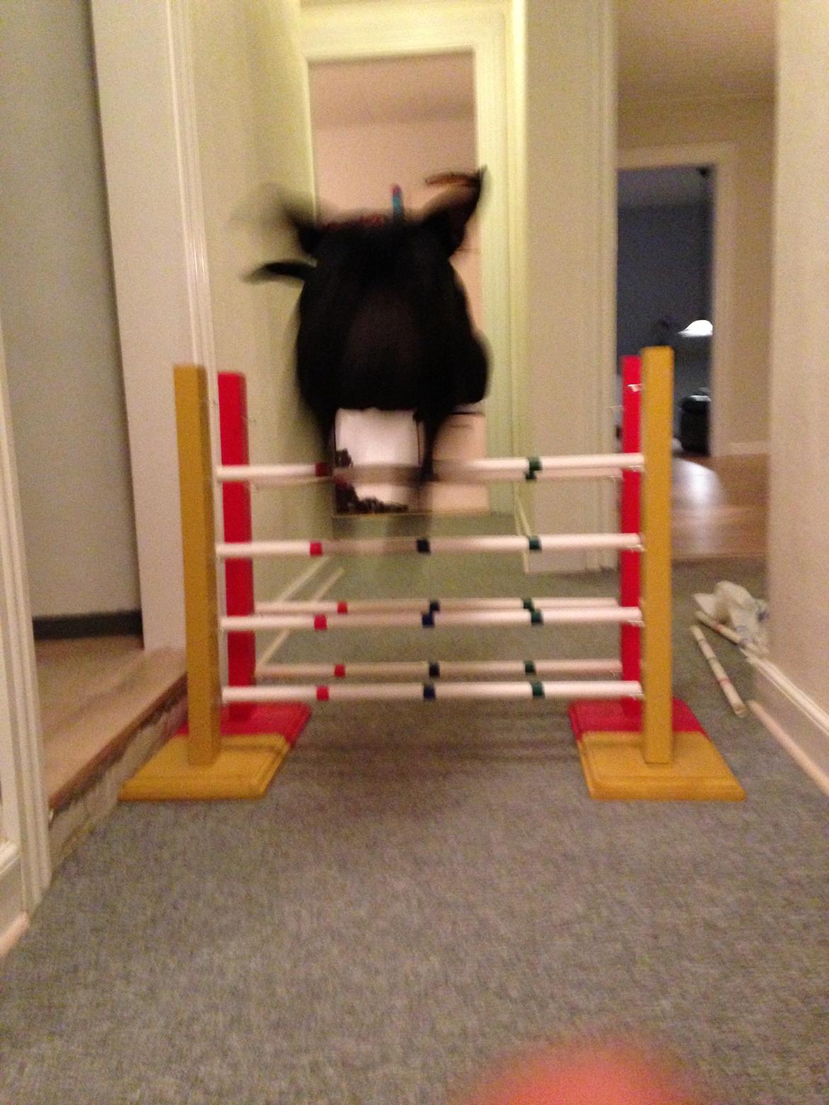 Staffordshire bull terrier Daisy billede 38