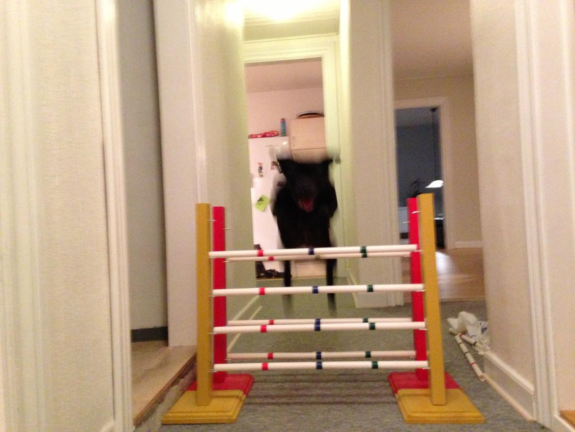 Staffordshire bull terrier Daisy billede 39