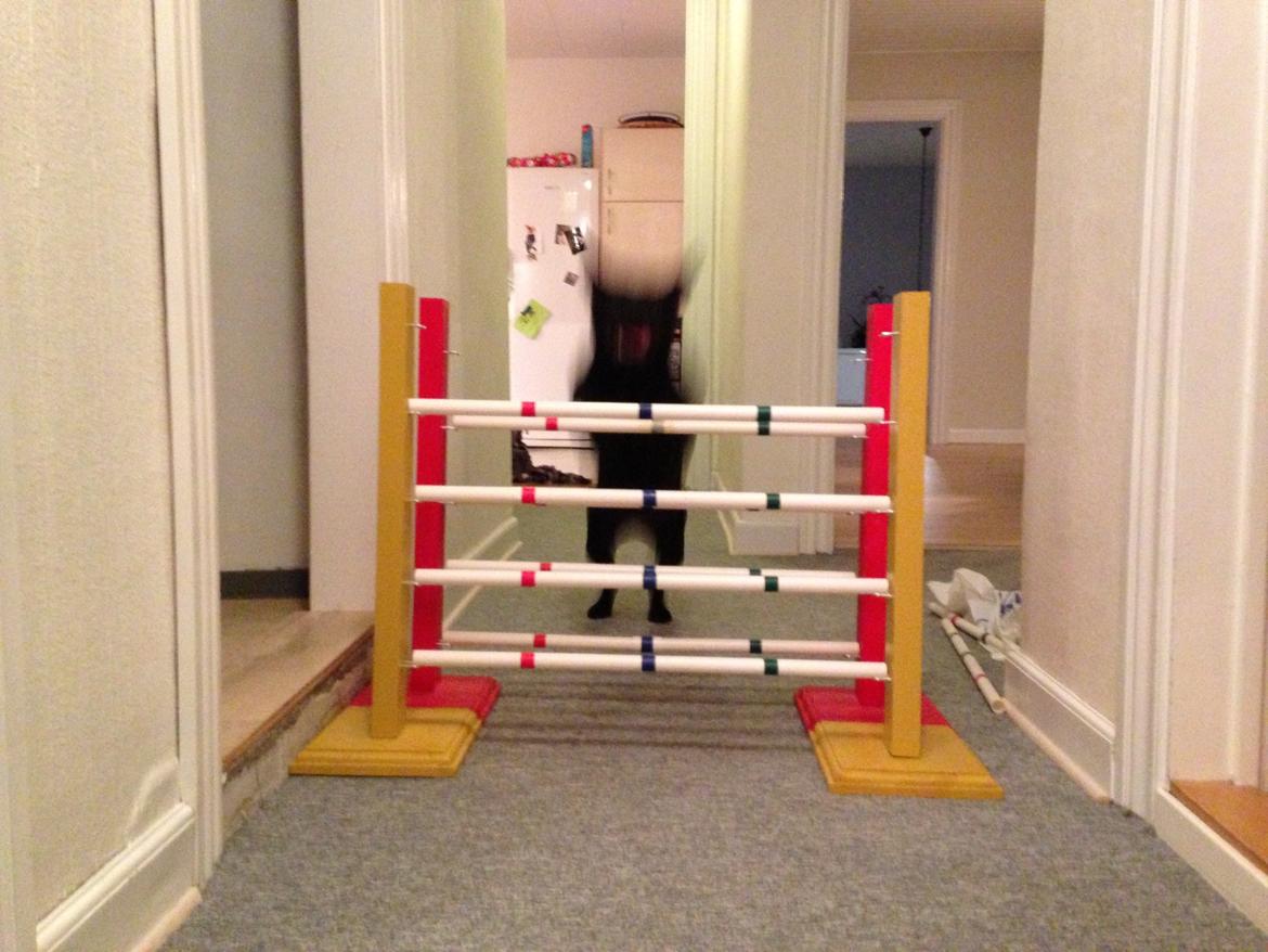 Staffordshire bull terrier Daisy billede 40