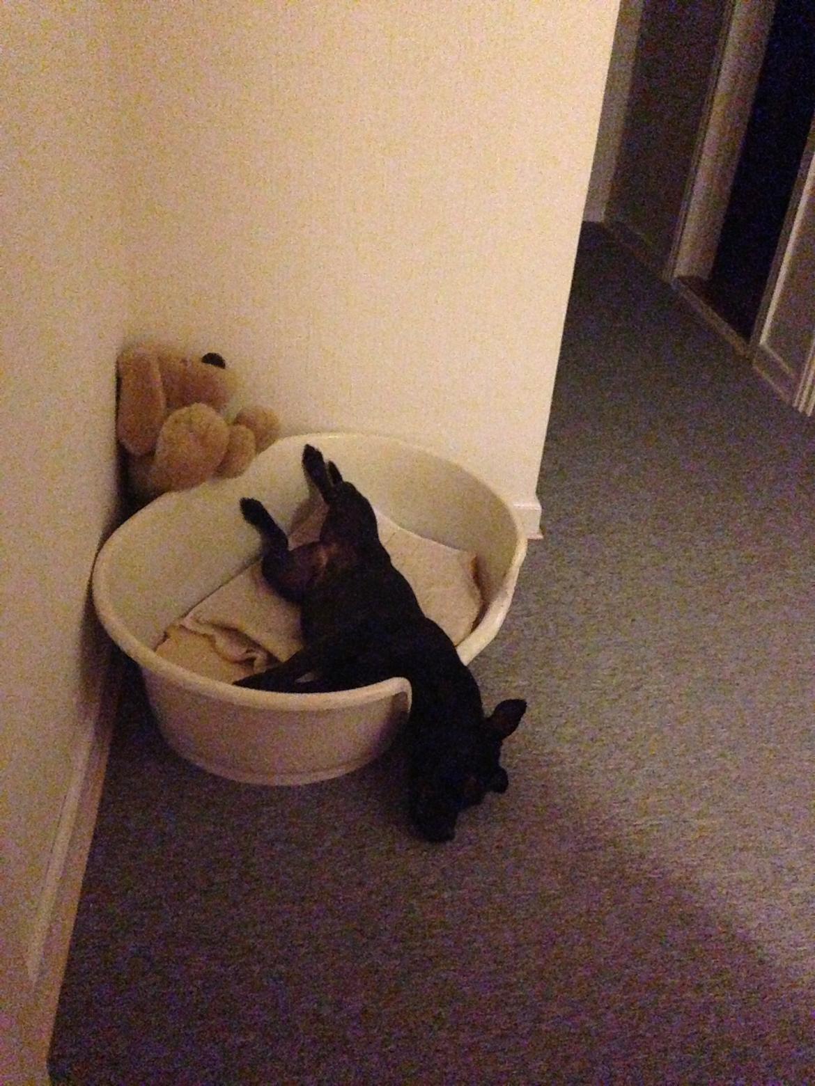 Staffordshire bull terrier Daisy billede 41