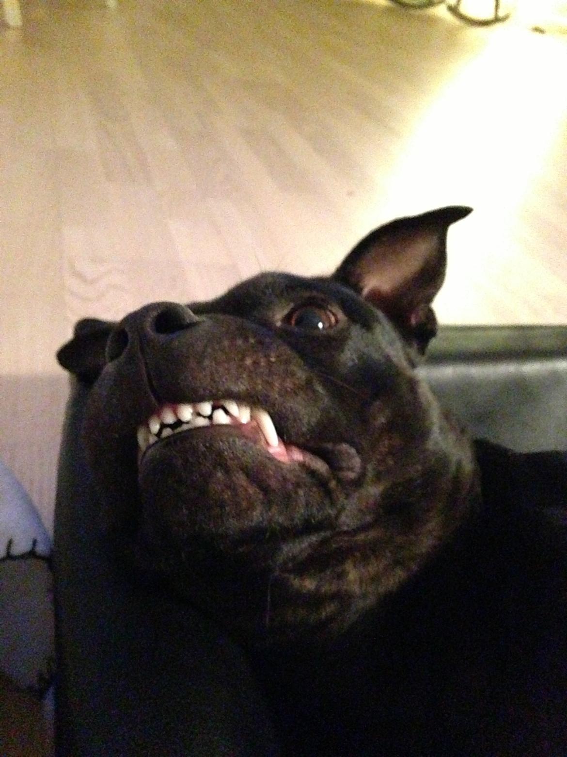 Staffordshire bull terrier Daisy billede 42