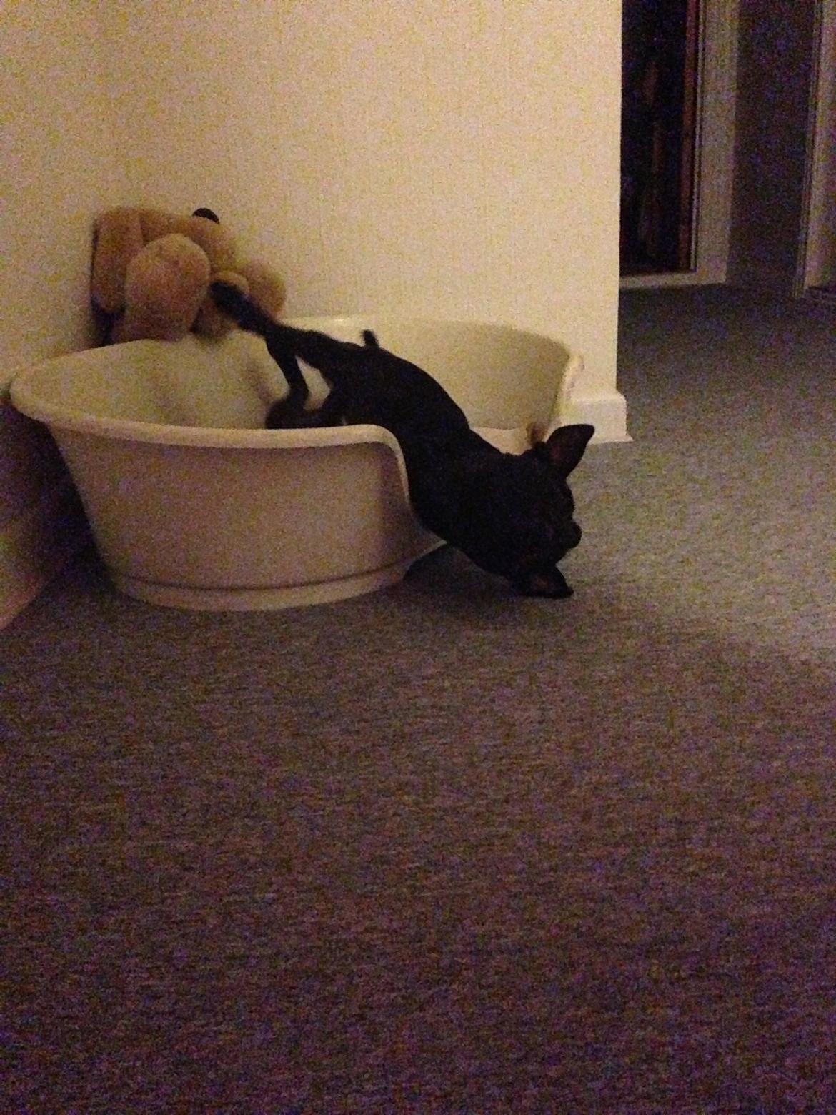 Staffordshire bull terrier Daisy billede 43