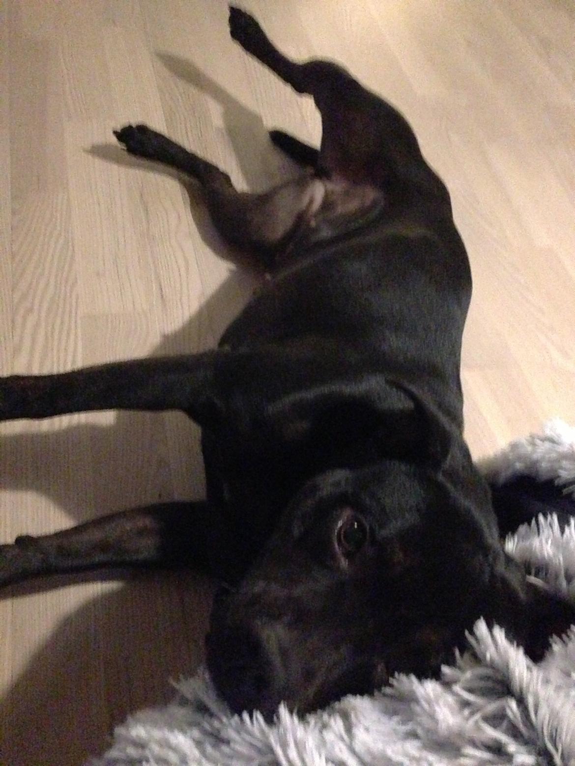 Staffordshire bull terrier Daisy billede 44