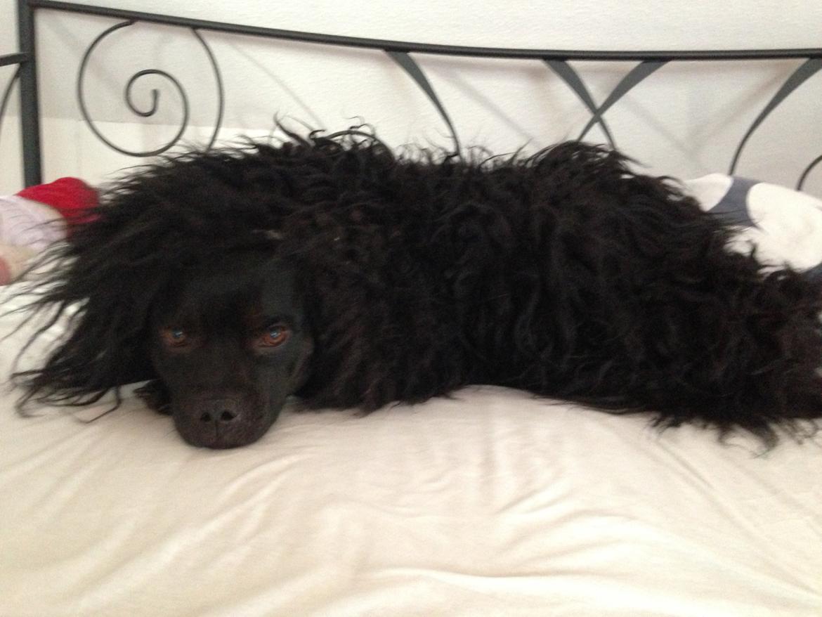 Staffordshire bull terrier Daisy billede 45