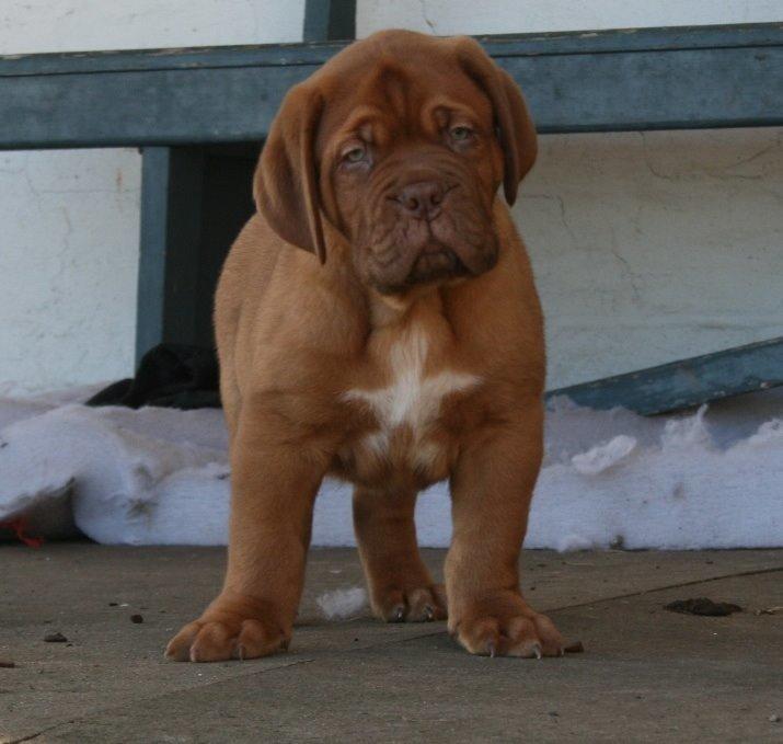 Dogue de bordeaux Hooch billede 1