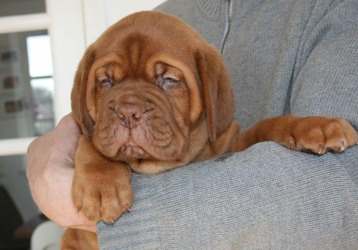 Dogue de bordeaux Hooch billede 2