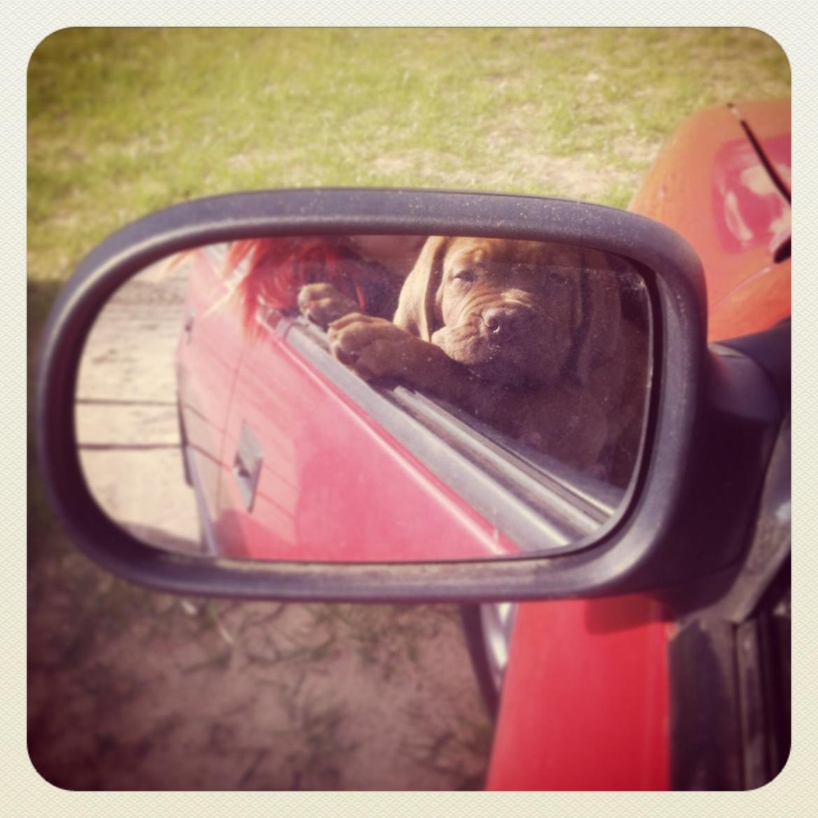 Dogue de bordeaux Hooch billede 3