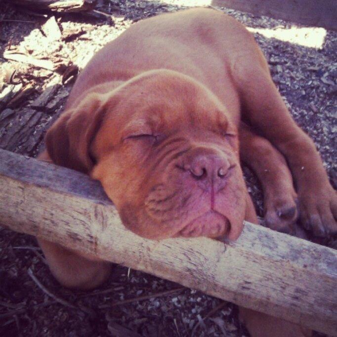 Dogue de bordeaux Hooch billede 4