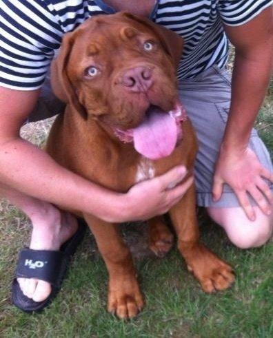 Dogue de bordeaux Hooch billede 6