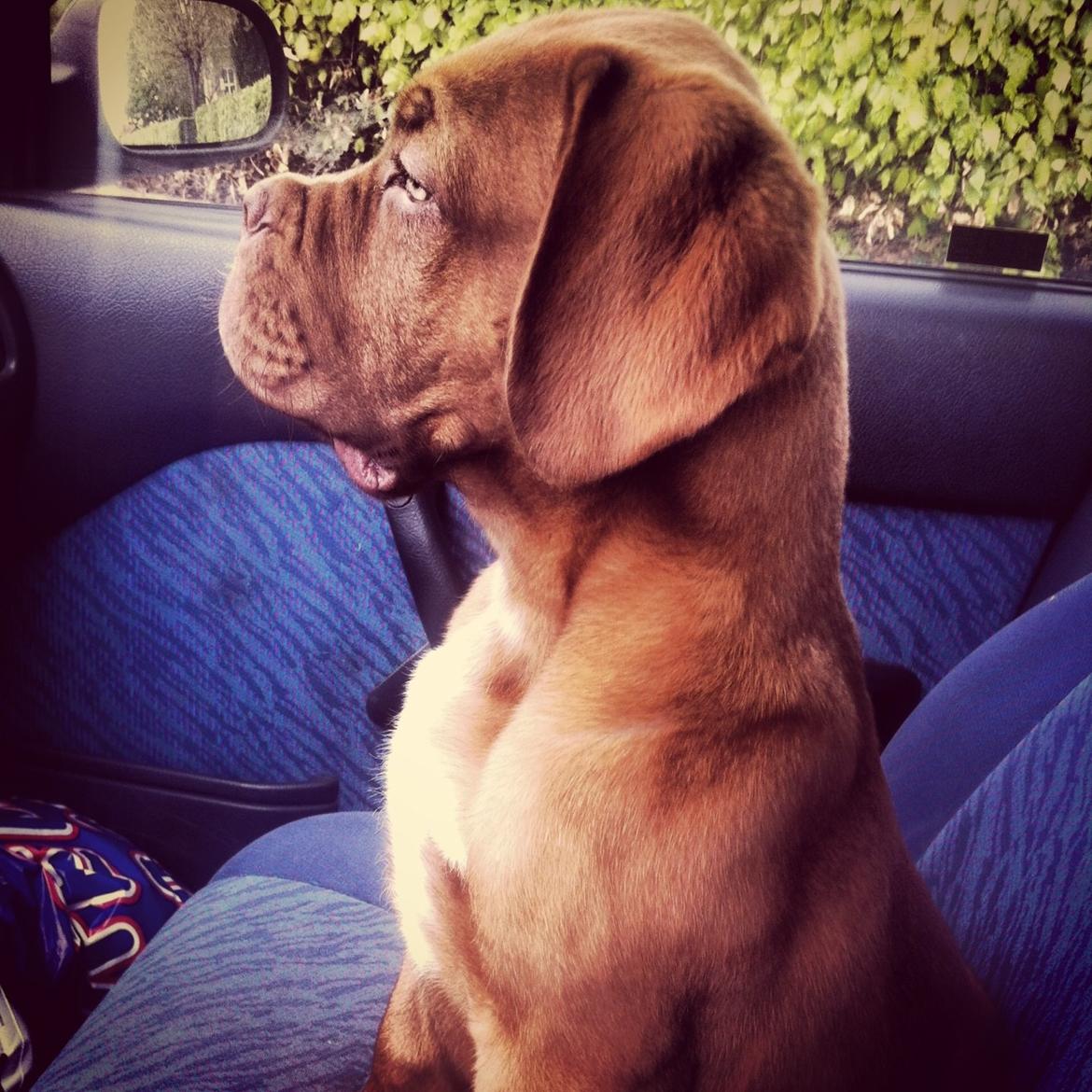 Dogue de bordeaux Hooch billede 7