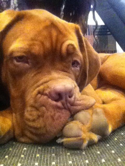 Dogue de bordeaux Hooch billede 8
