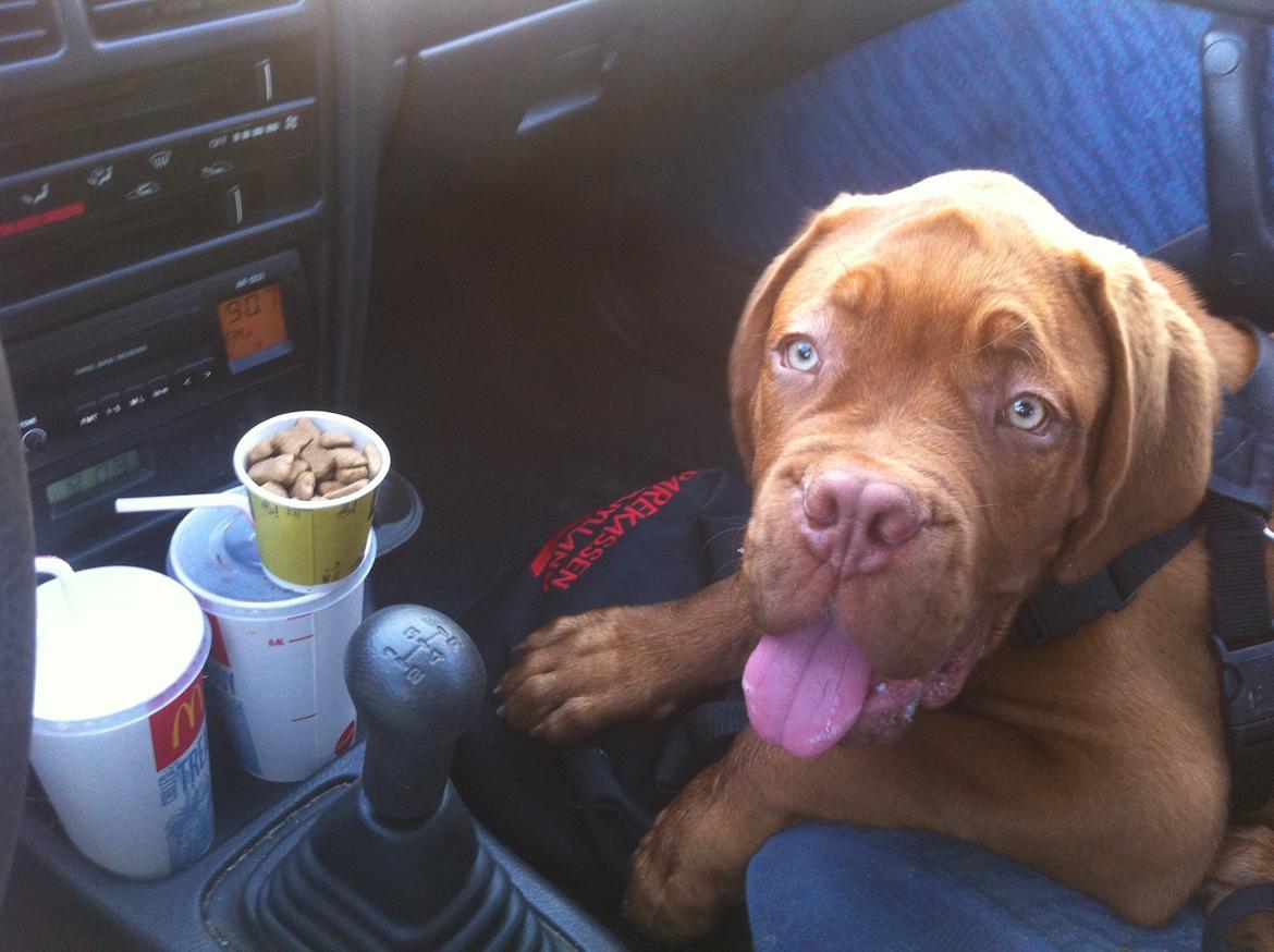 Dogue de bordeaux Hooch billede 9