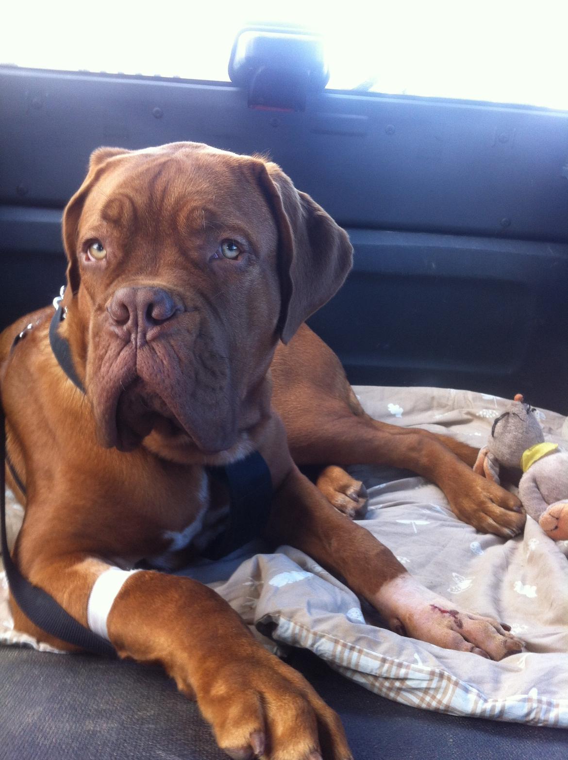 Dogue de bordeaux Hooch billede 10