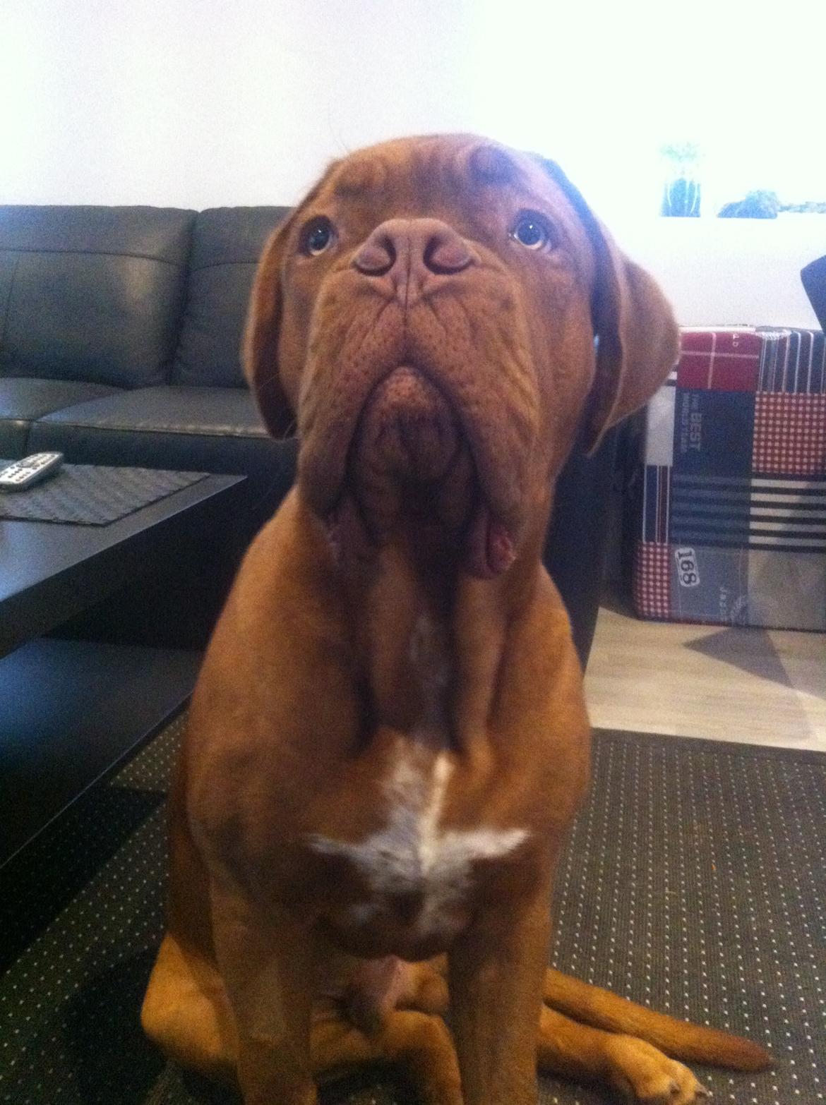 Dogue de bordeaux Hooch billede 12