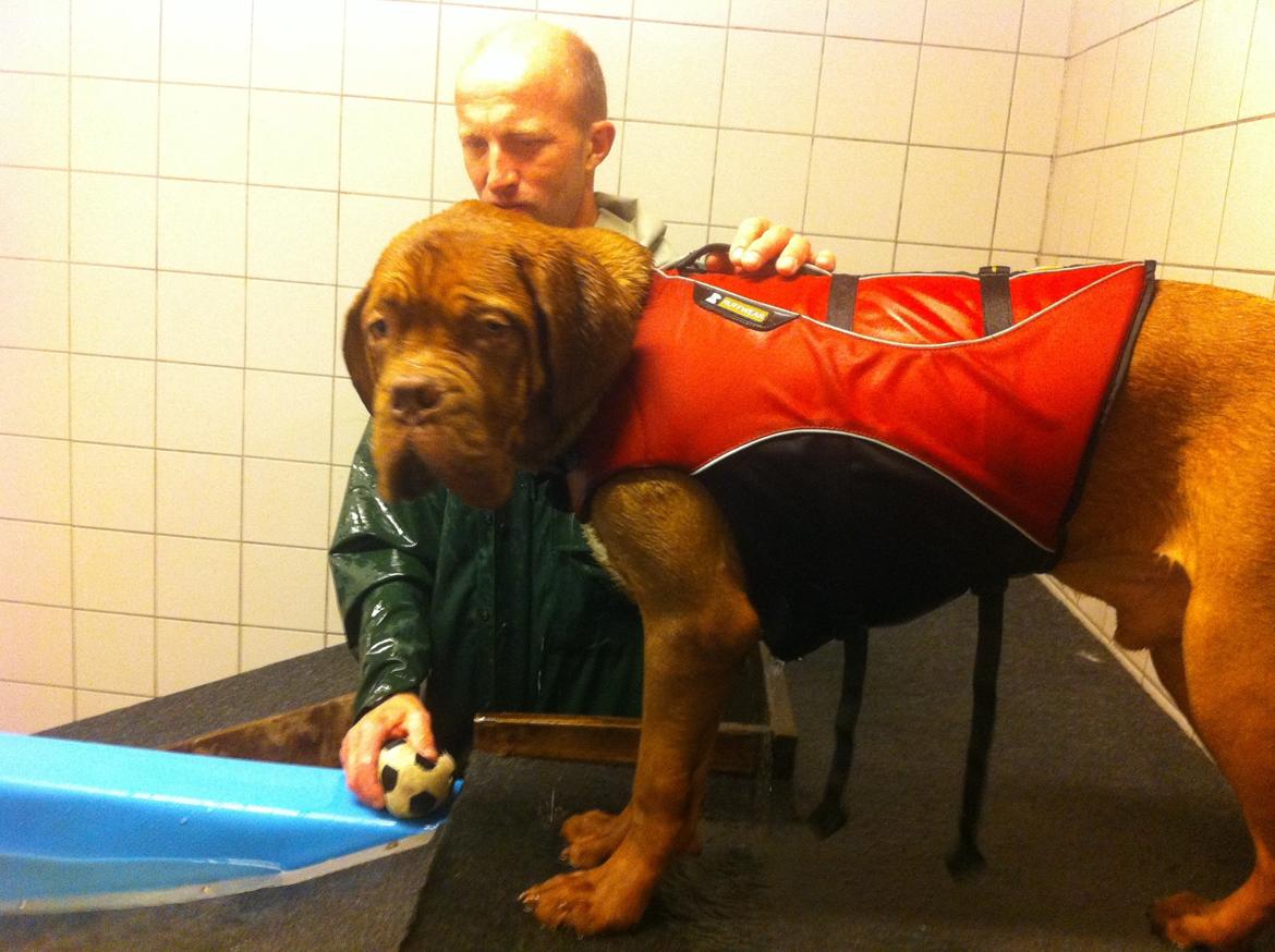 Dogue de bordeaux Hooch billede 13