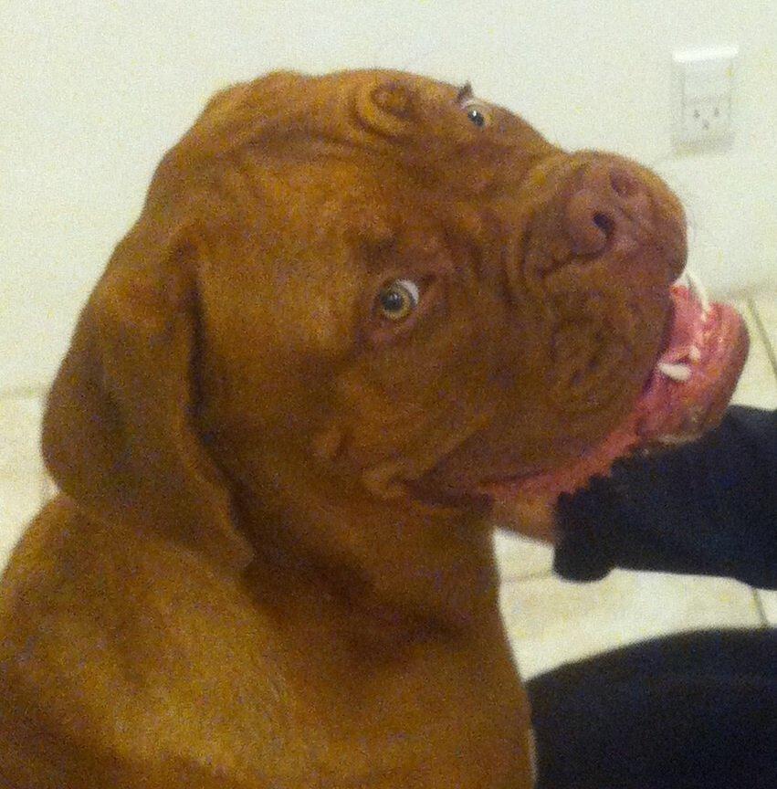 Dogue de bordeaux Hooch billede 14