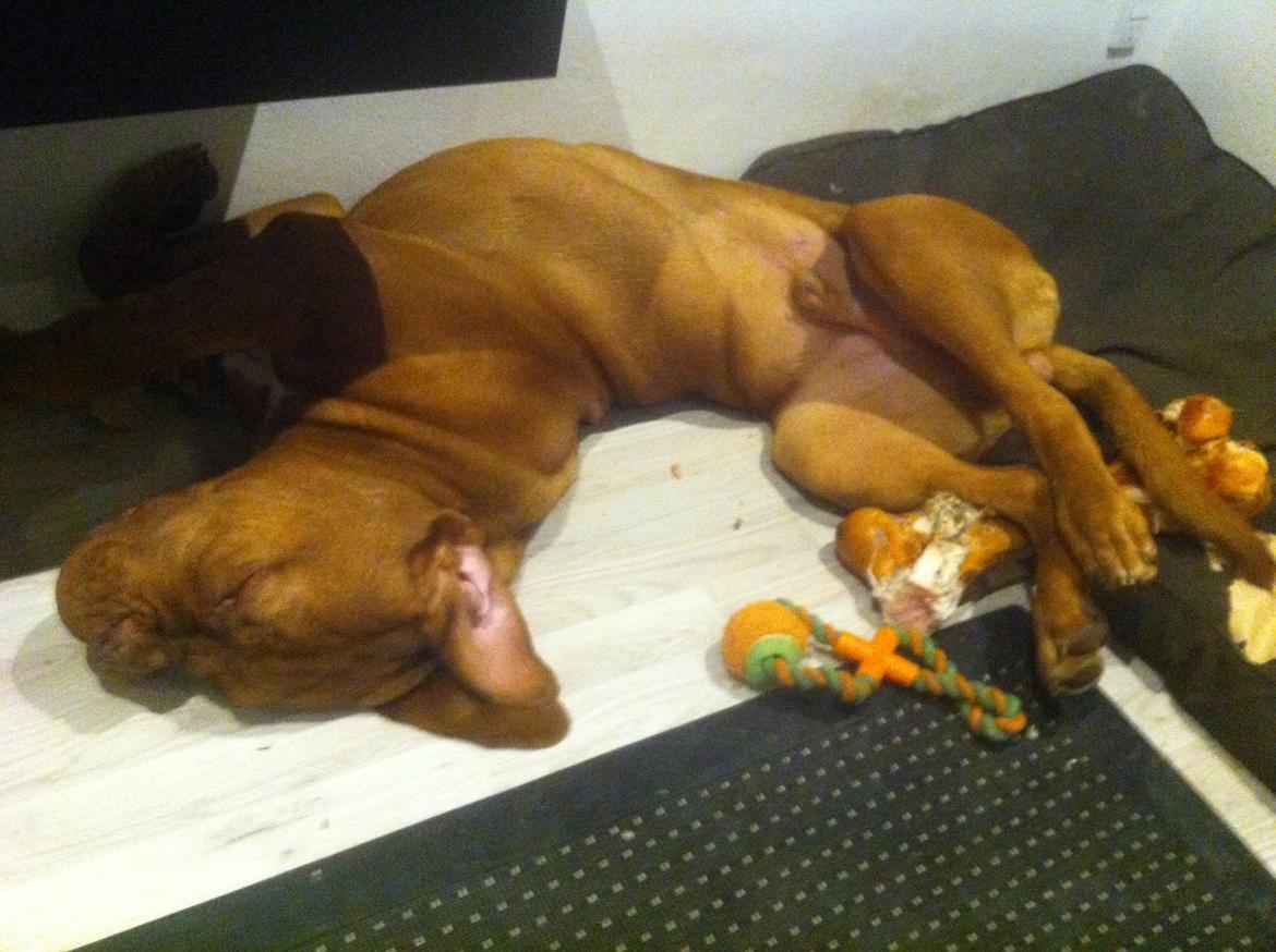 Dogue de bordeaux Hooch billede 15