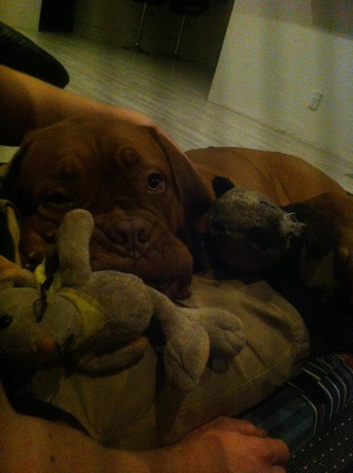 Dogue de bordeaux Hooch billede 16