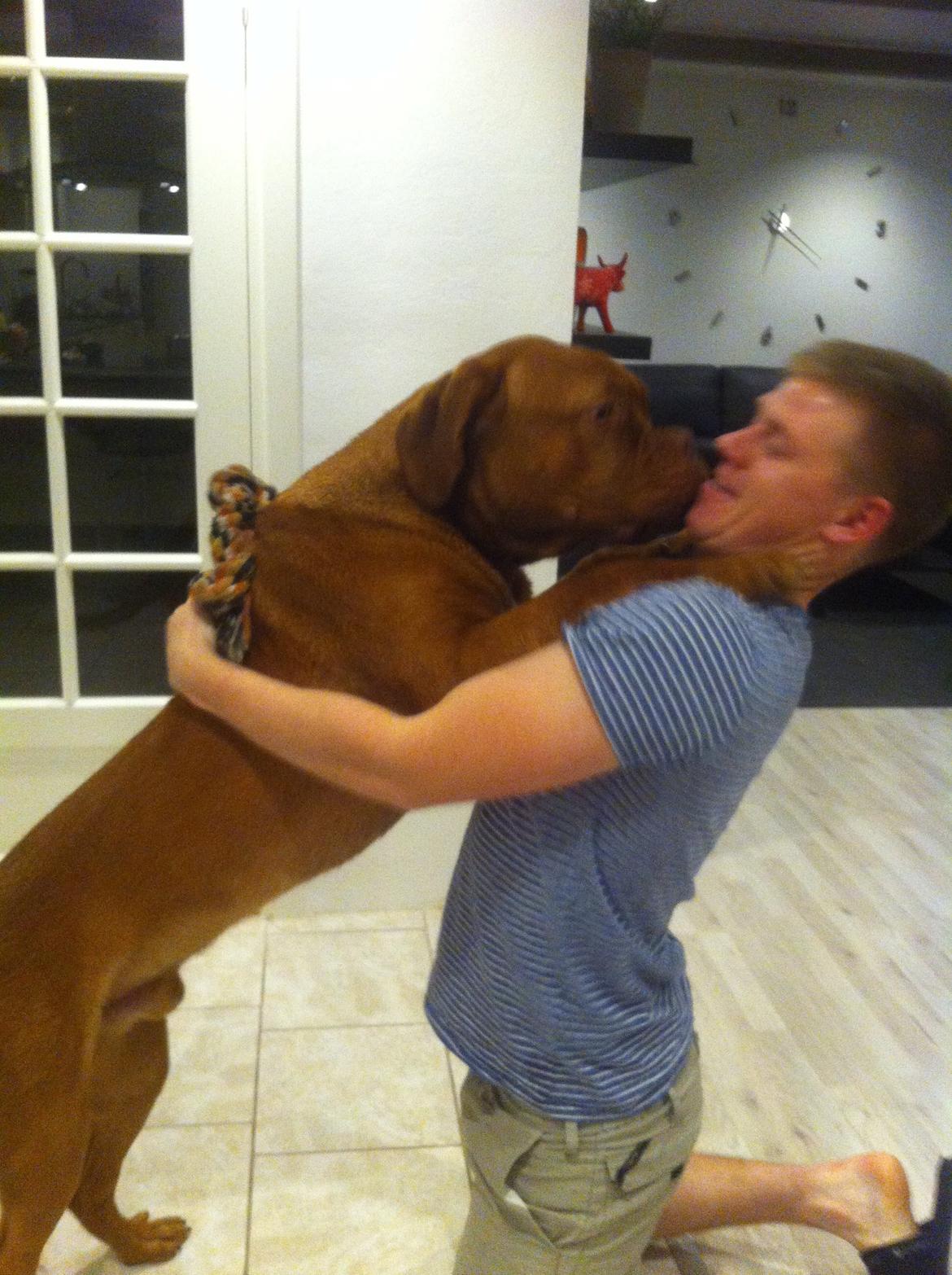 Dogue de bordeaux Hooch billede 17