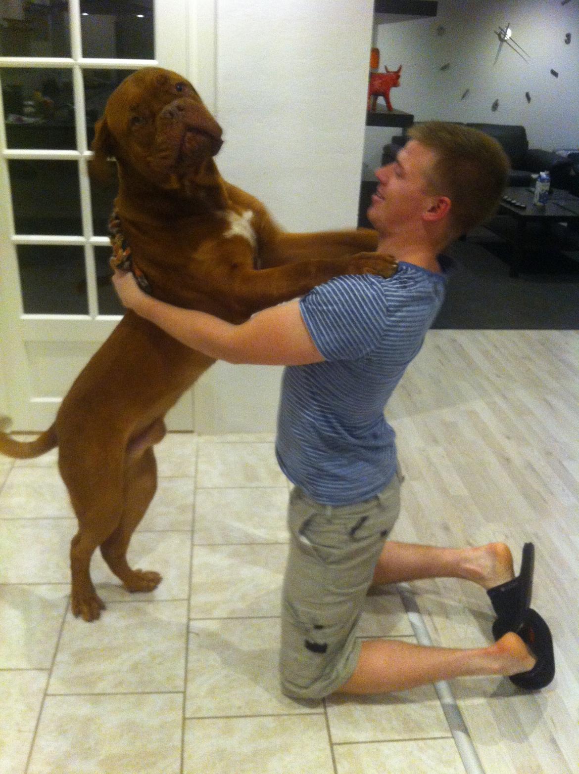 Dogue de bordeaux Hooch billede 19