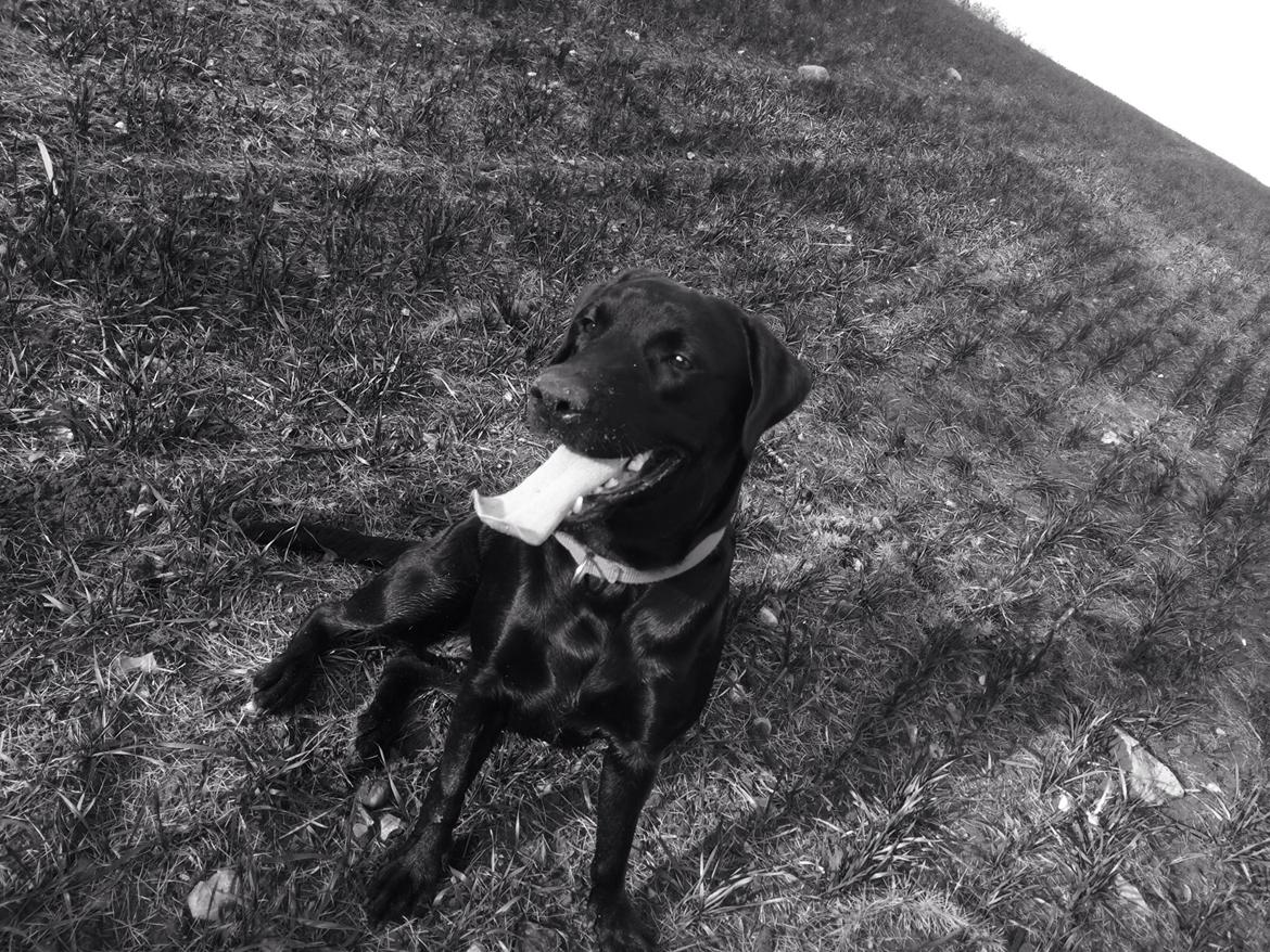 Labrador retriever Freja billede 1