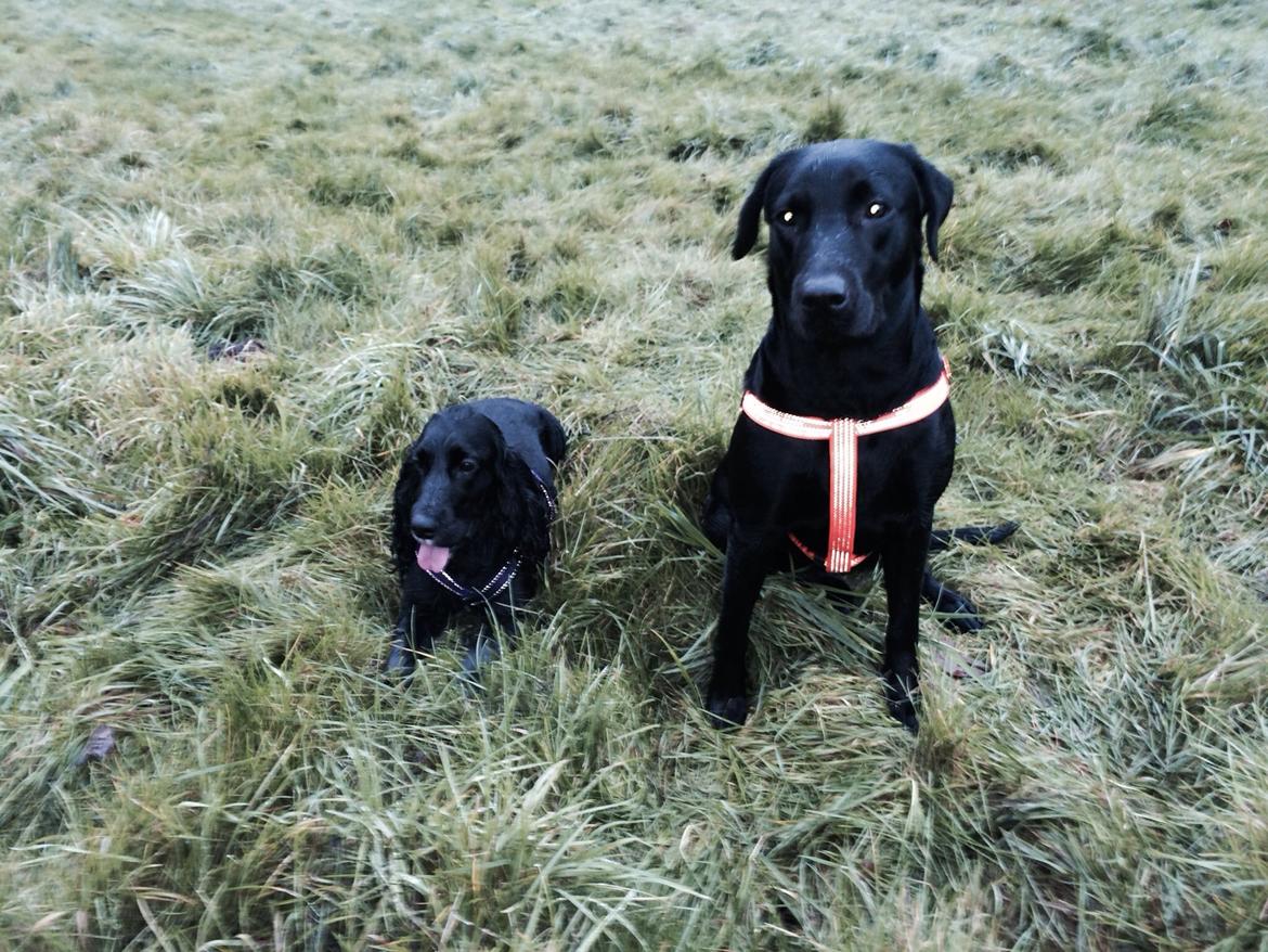 Labrador retriever Freja billede 2