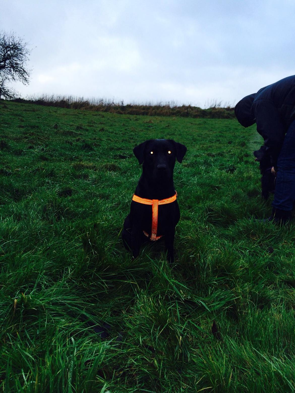 Labrador retriever Freja billede 3