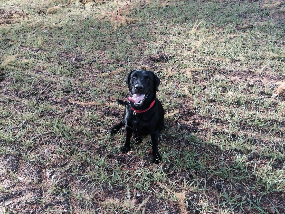 Labrador retriever Freja billede 4