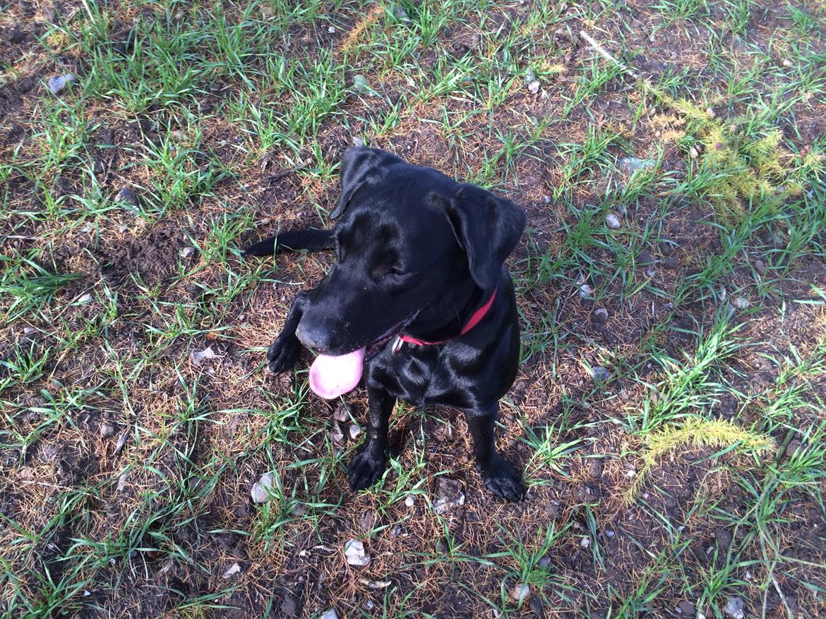 Labrador retriever Freja billede 5