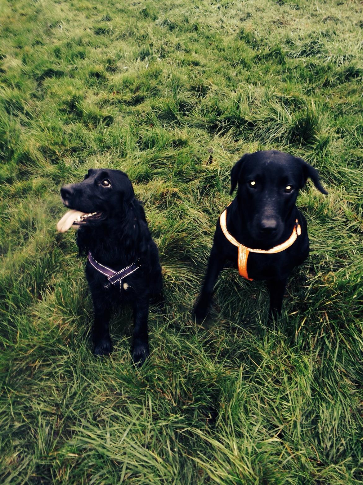 Labrador retriever Freja billede 6