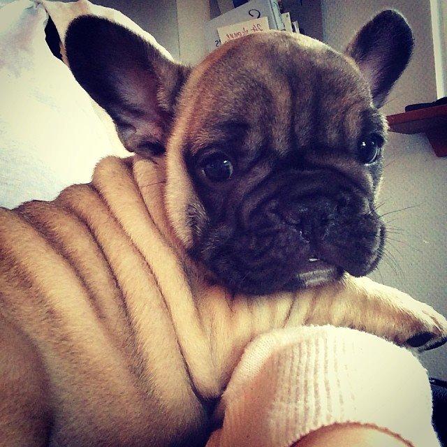 Fransk bulldog Polle - Dejlige Polle musen!  billede 6