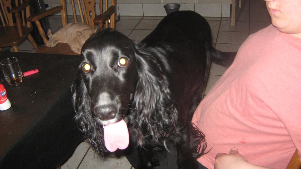 Cocker spaniel Ida billede 2