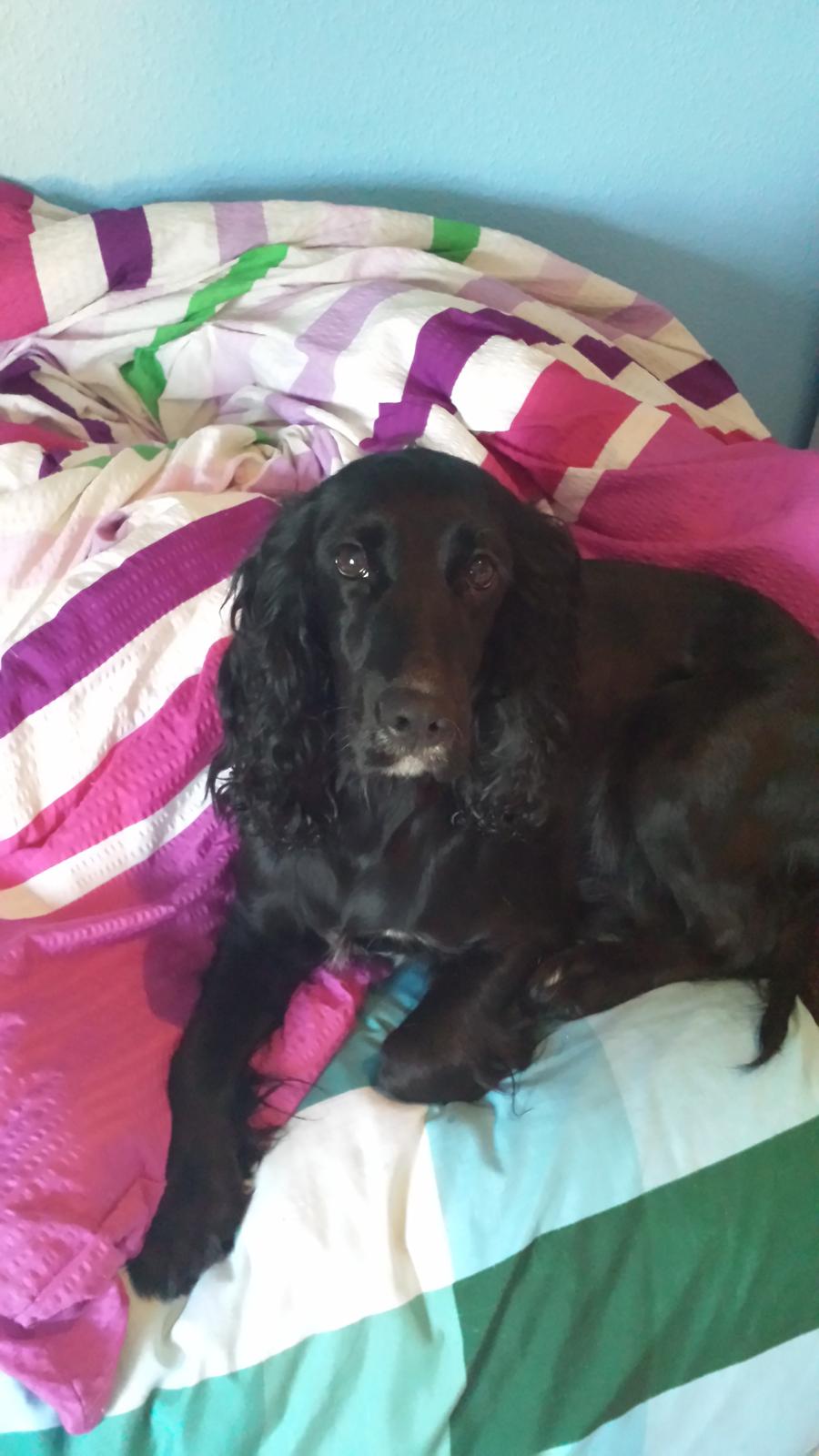 Cocker spaniel Ida billede 1