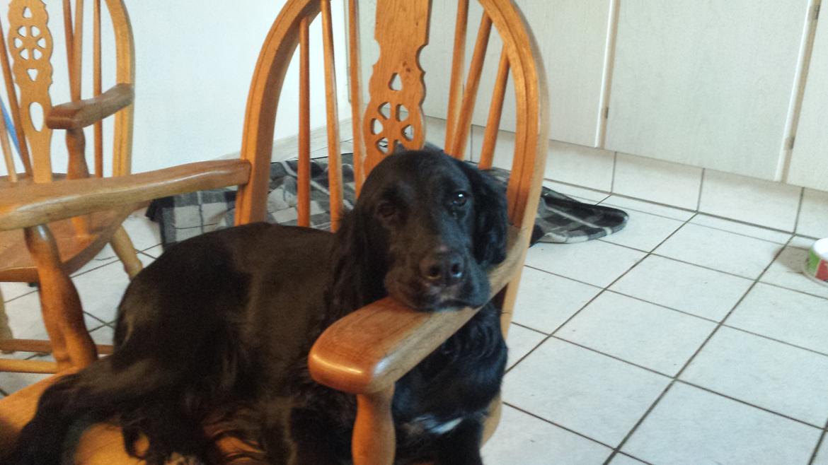 Cocker spaniel Ida billede 3