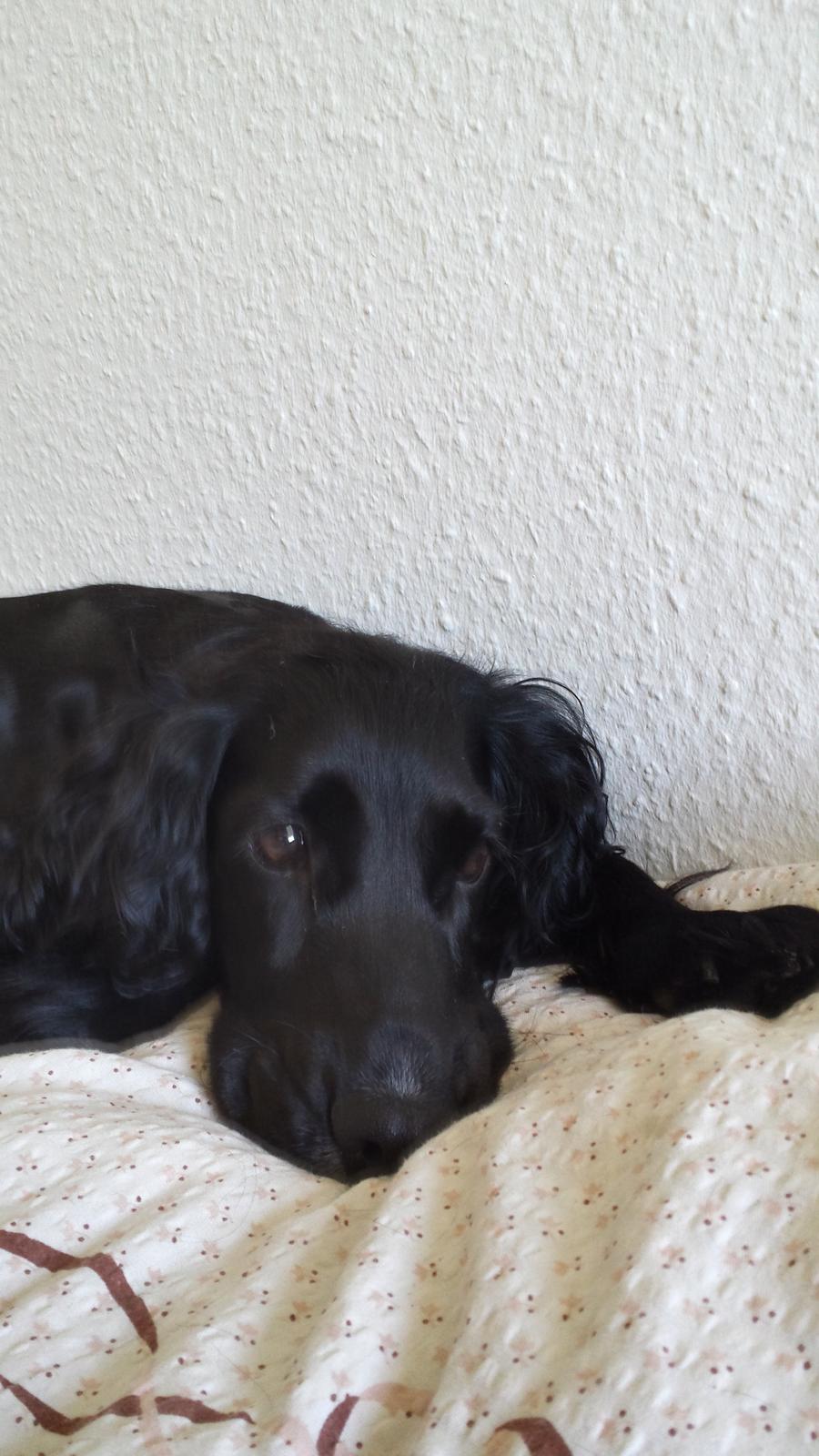 Cocker spaniel Ida billede 4