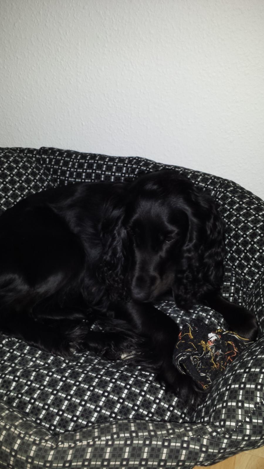 Cocker spaniel Ida billede 5