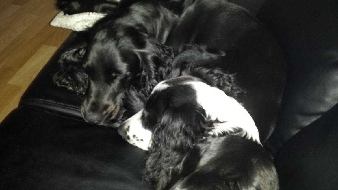 Cocker spaniel Ida billede 6