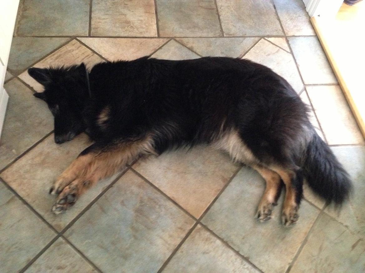 Schæferhund Liva billede 4