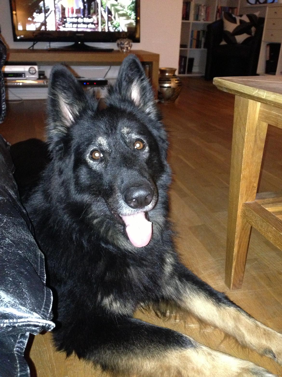 Schæferhund Liva billede 5