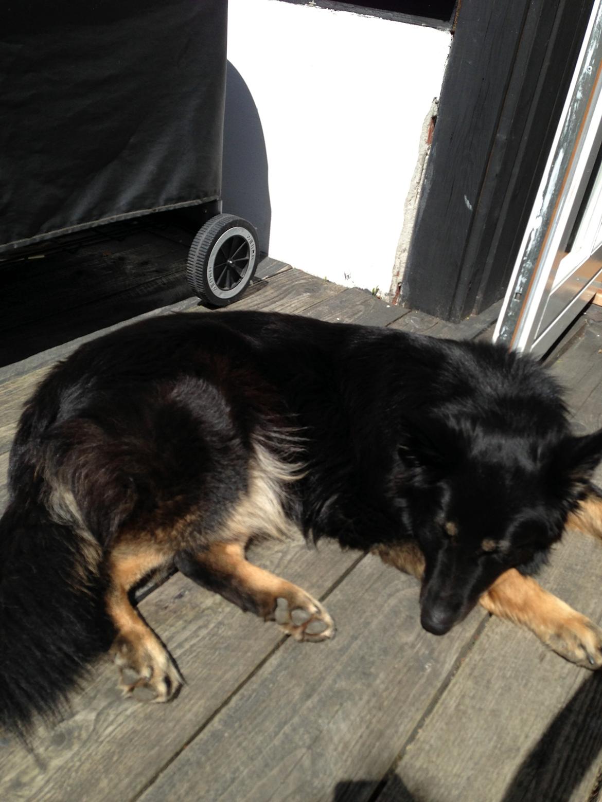 Schæferhund Liva billede 6