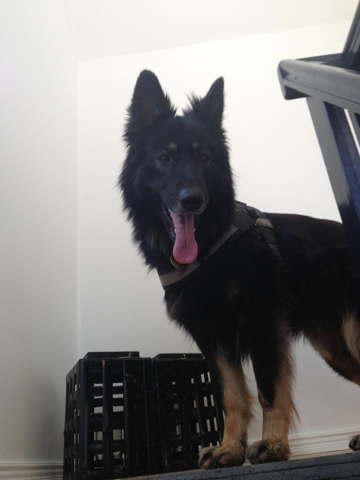 Schæferhund Liva billede 7