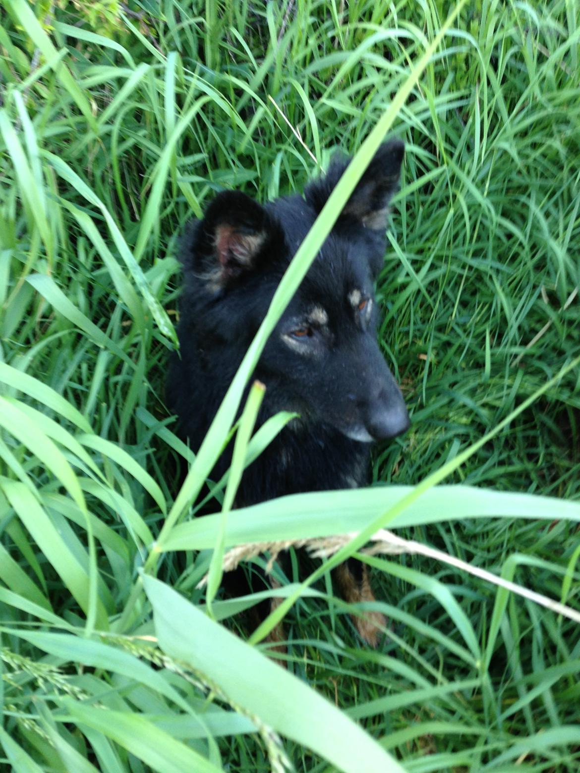 Schæferhund Liva billede 3