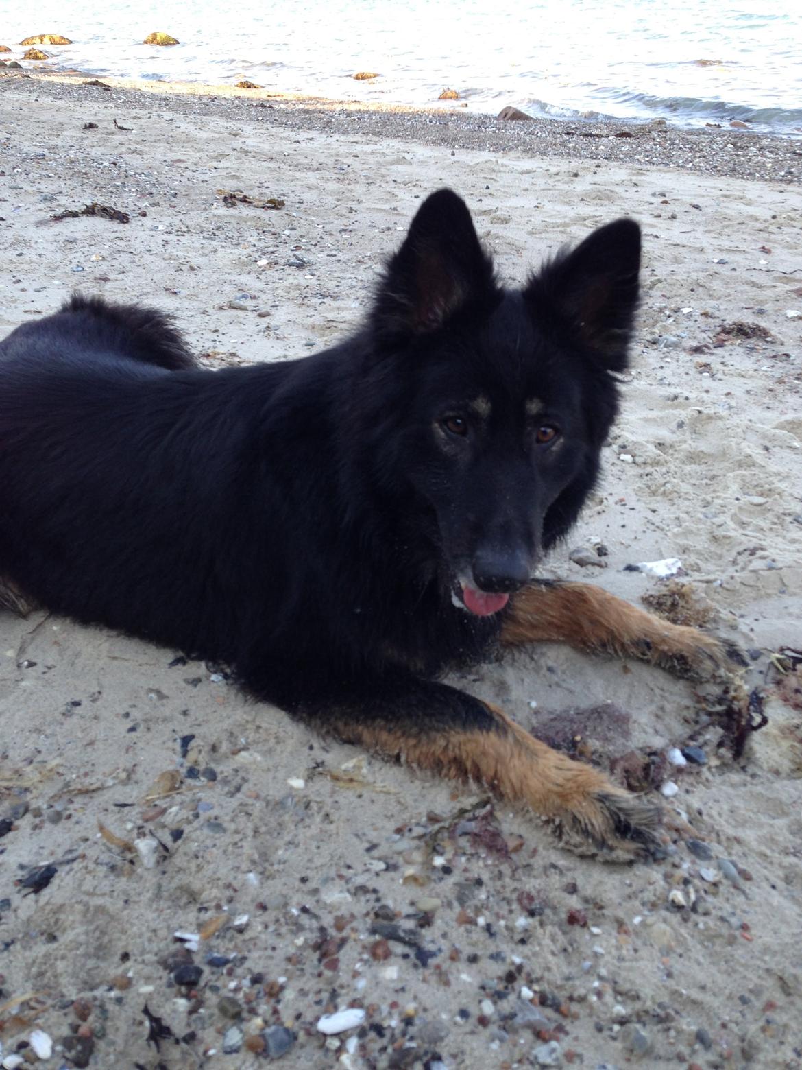 Schæferhund Liva billede 8