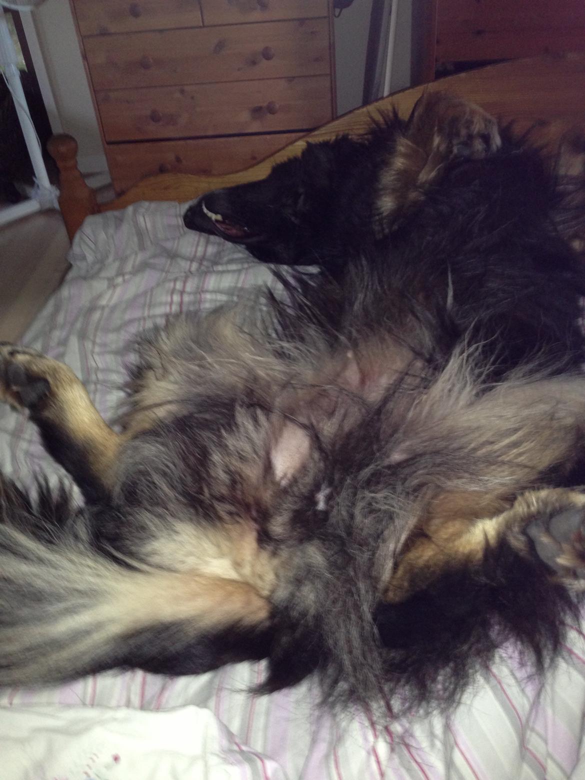 Schæferhund Liva - " Se lige min lækre krop!! " :D billede 9
