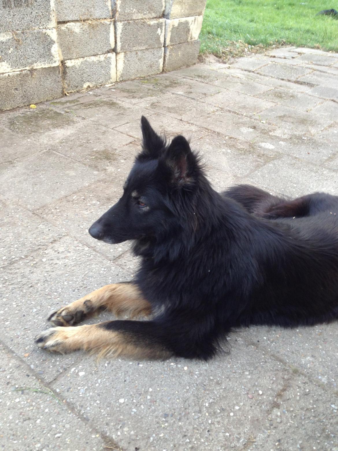 Schæferhund Liva billede 10