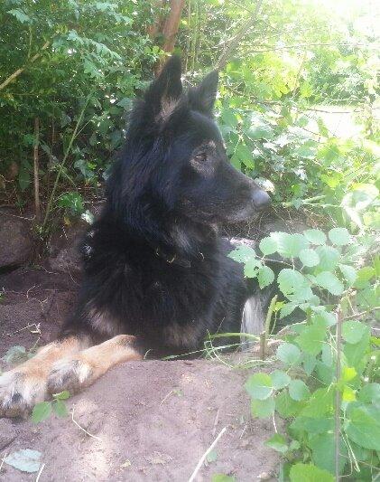 Schæferhund Liva billede 11